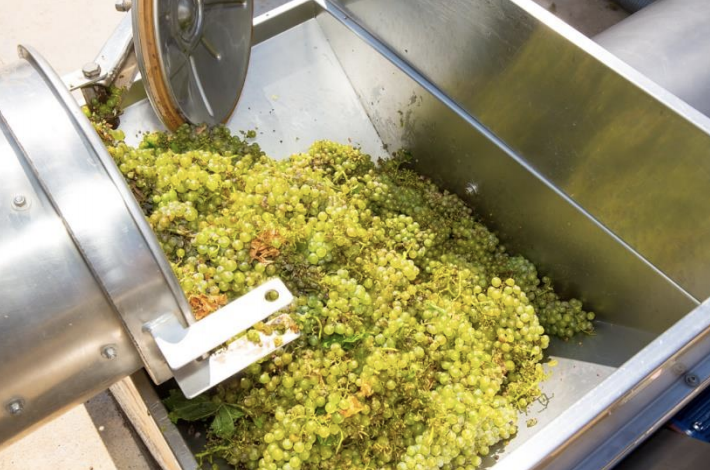 pererabotka-belogo-vinograda.png pererabotka-belogo-vinograda.png